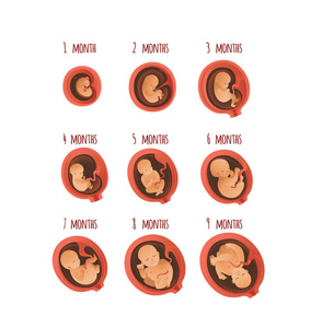 胚胎发育月阶段向量例证人胎儿生长的过程