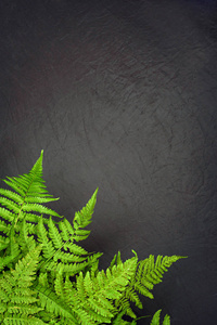 绿色蕨类植物叶子在灰色背景与复制空间