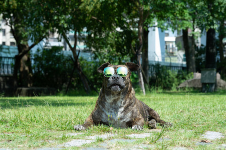 带太阳镜的快乐狗，斗牛犬，阿马斯塔夫，公园里的斯塔福德。