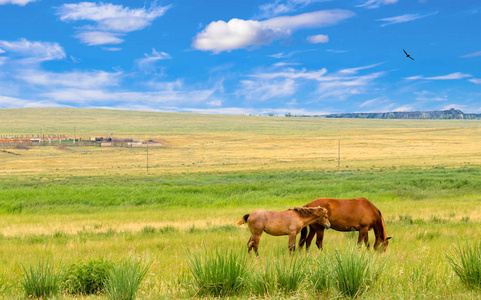 野马和白驹在卡卡西亚草原放牧。 美丽的夏季景观，旅游故事，明亮的蓝天和令人愉快的云草干燥在阳光下自由的鸟和马。