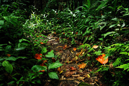 哥伦比亚中部的丛林之路南美洲