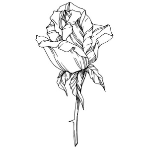 矢量上升。 花卉植物花。 雕刻的水墨艺术。 孤立的玫瑰插图元素。 美丽的春天野花隔离在白色上。