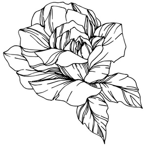 矢量上升。 花卉植物花。 雕刻的水墨艺术。 孤立的玫瑰插图元素。 美丽的春天野花隔离在白色上。