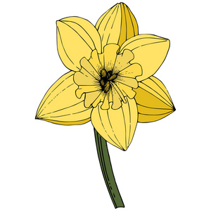 水仙花花卉图片