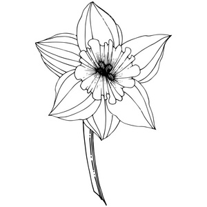矢量水仙花. 花卉植物花. 黑白雕刻水墨艺术.