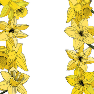 矢量水仙花。 黄色雕刻墨水艺术。 白色背景上的边框花饰。