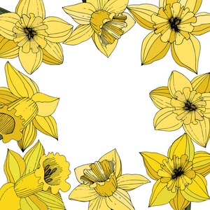 矢量水仙花。 黄色雕刻墨水艺术。 白色背景上的框架花卉装饰广场。