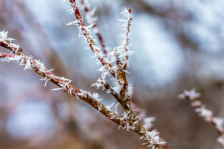 冬天的时候，树枝上结满了霜