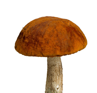 橙色帽子蘑菇特写