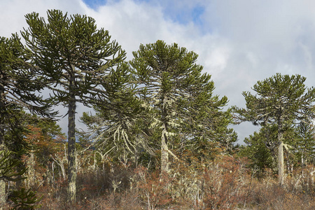 阿拉亚智利南部康吉里奥国家公园中的阿拉卡尼亚树(阿拉卡里亚阿拉卡