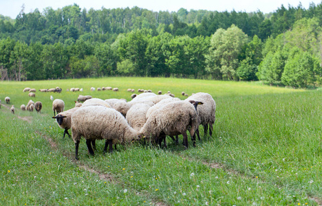 绿野上的一群羊