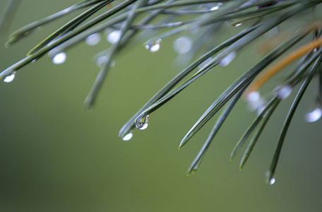 雨后的露水滴在松树和针上，秋天开始冷却。 宏观经济