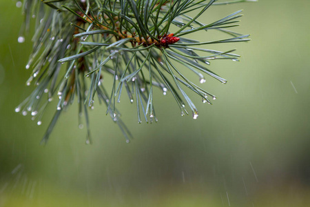 雨后的露水滴在松树和针上，秋天开始冷却。 宏观经济