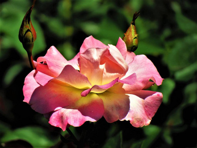 美丽的粉红色玫瑰花。