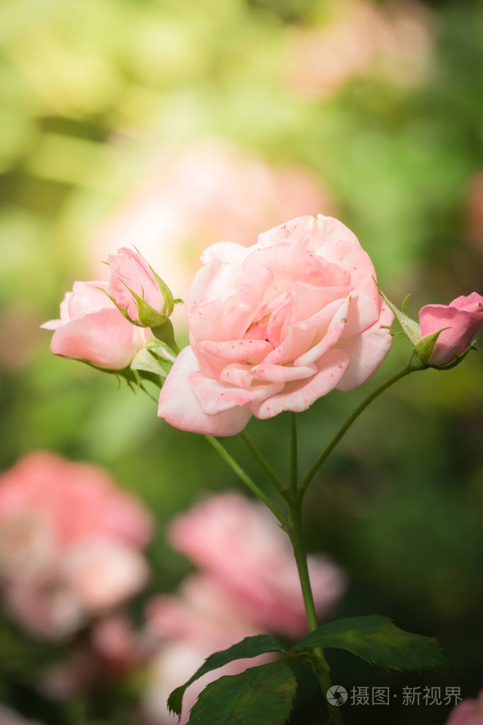 花园里的玫瑰很漂亮阳光明媚