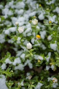 春天的早花在白雪皑皑的花园里