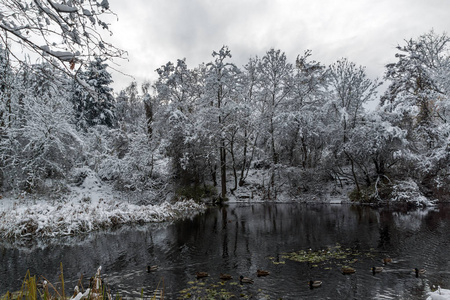 保加利亚索非亚市南部公园白雪覆盖的树木令人惊叹的冬季景观