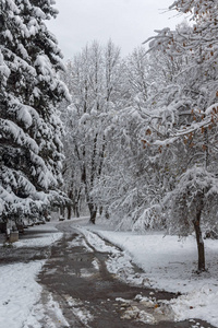 保加利亚索非亚市南部公园白雪覆盖的树木令人惊叹的冬季景观