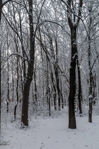 保加利亚索非亚市南部公园白雪覆盖的树木令人惊叹的冬季景观