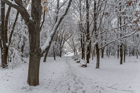 保加利亚索非亚市南部公园白雪覆盖的树木令人惊叹的冬季景观