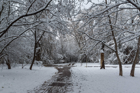 保加利亚索非亚市南部公园白雪覆盖的树木令人惊叹的冬季景观