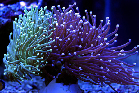 火炬珊瑚毛叶照片