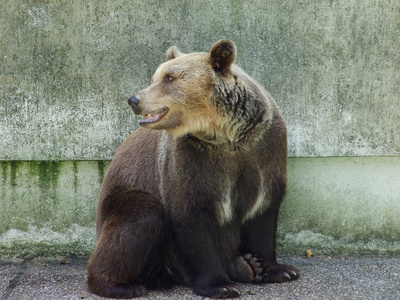 熊在萨格勒布动物园