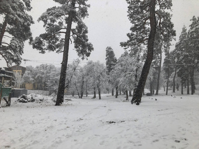 降雪。 雪地里的树。 山地滑雪胜地巴库里亚尼。