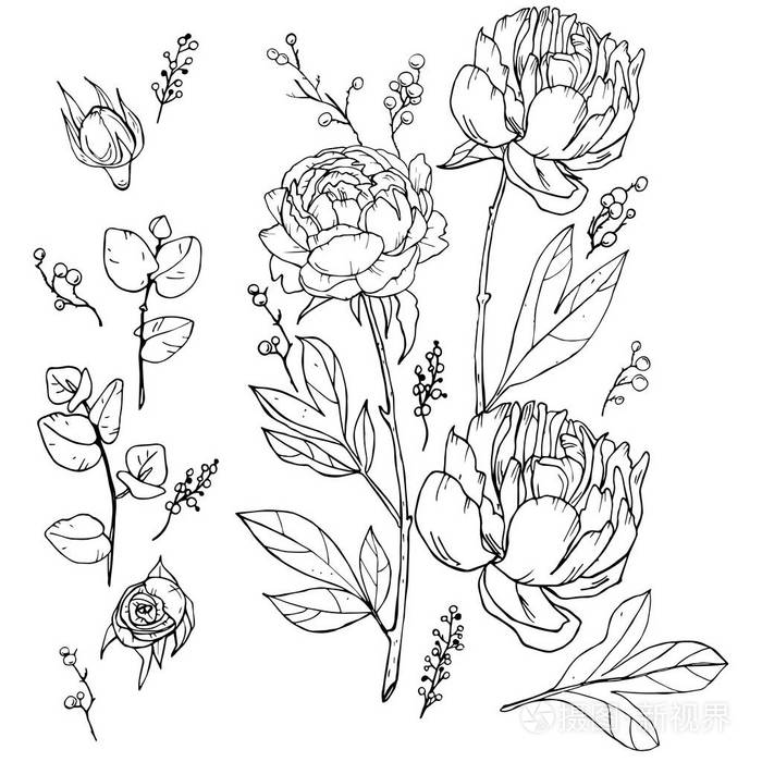 π和玫瑰画花手工绘制野生牡丹隔离.