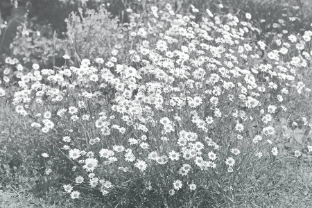 花园里的雏菊。 花园里的花