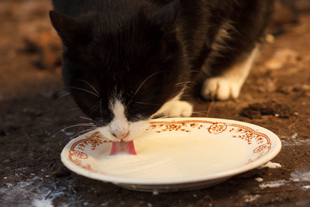 黑猫与舌头在碗里喝牛奶