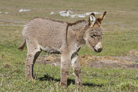 在特伦蒂诺的维泽纳山口一片山地草地上的小驴驹伤心