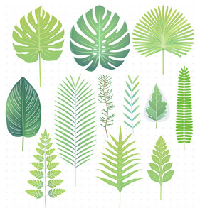 绿色热带树叶设置矢量插图