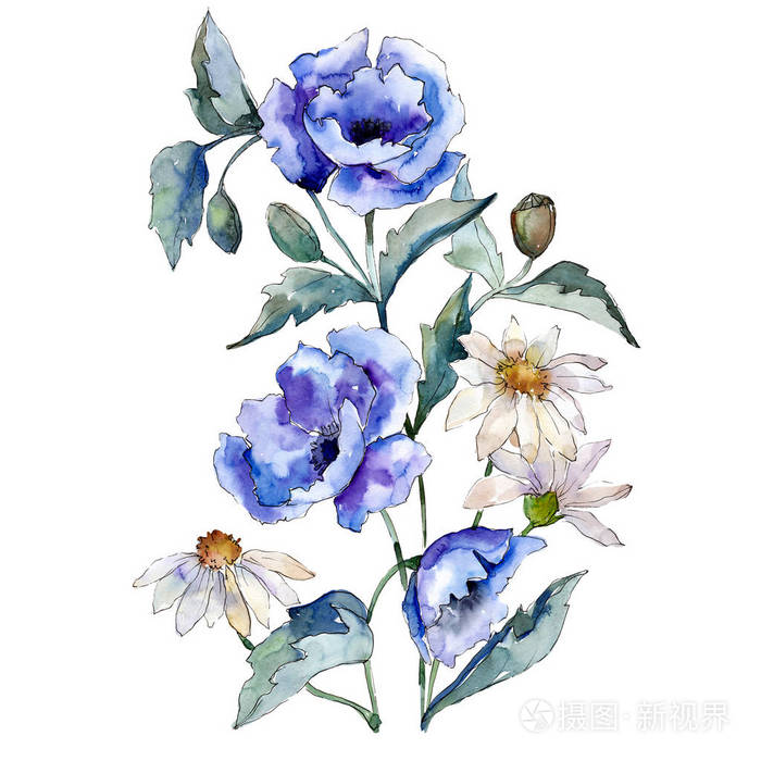 蓝色玫瑰和雏菊花花束在白色的背景 水彩插图集 独立的插图元素照片 正版商用图片1518nz 摄图新视界