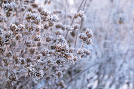 树枝上覆盖着雪白的霜。 冬天。 植物在清晨结霜。 美丽的冬天早晨。 新鲜的霜冻空气。 寒冷的季节。 霜冻的叶子。 初冬的早晨自然