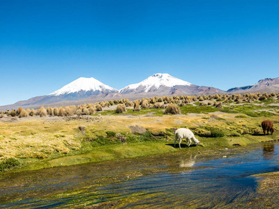 安第斯山脉的景观，背景是白雪覆盖的火山，在萨贾马河附近的高地放牧一群美洲驼