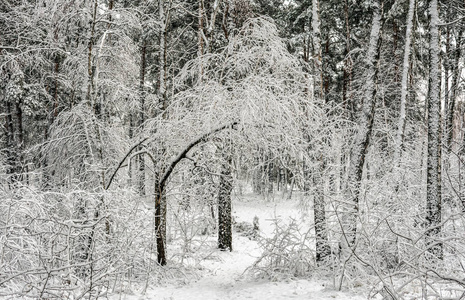 在冬天的森林里散步。 雪。 冰霜。 白雪覆盖的树。