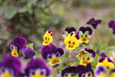 中提琴在花园里。 鲜花