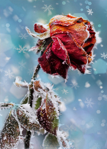 带霜的玫瑰。冬季卡