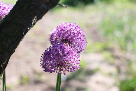 鞠躬。allium。紫罗兰蝴蝶结。花园