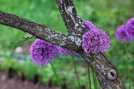 鞠躬。allium。紫罗兰蝴蝶结。花园