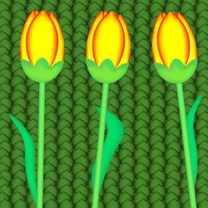 图三种黄色郁金香生长在绿色的田野里