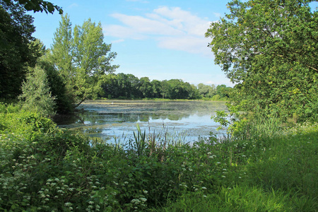 捷克共和国，波德里，夏季，池塘边有绿树和芦苇