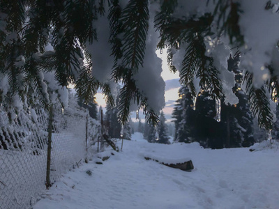 云杉的小枝与冰柱。雪景的美丽景色。巴库里亚尼冬季的开始