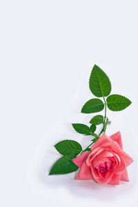 鲜艳的彩花玫瑰..天然花卉背景。