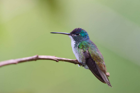 安第斯绿宝石鸟-阿马齐利亚-安第斯照片