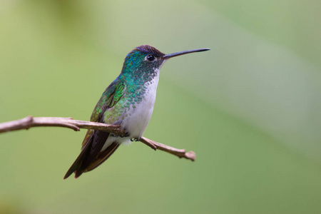 安第斯绿宝石鸟-阿马齐利亚-安第斯照片