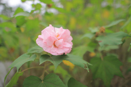 在阳光下花园里的粉红色木槿花