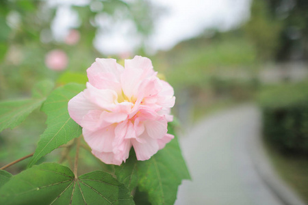 在阳光下花园里的粉红色木槿花