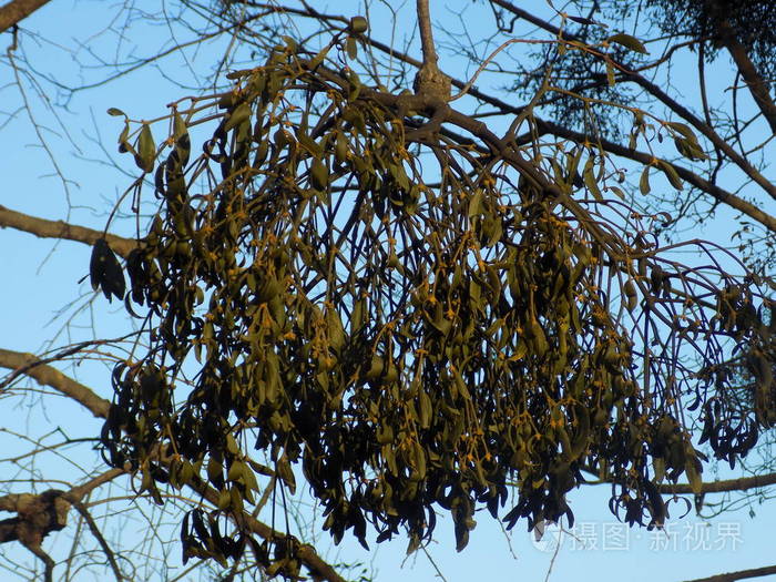 槲寄生ivilgaviscum桑半寄生灌木属罗兰科